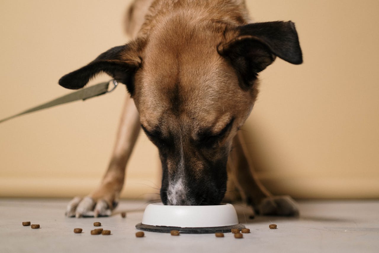 Overfeeding Puppies: Common Symptoms and What to Do