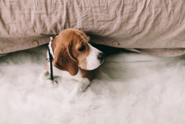10 Surprising Facts About Beagles That Every Dog Lover Should Know