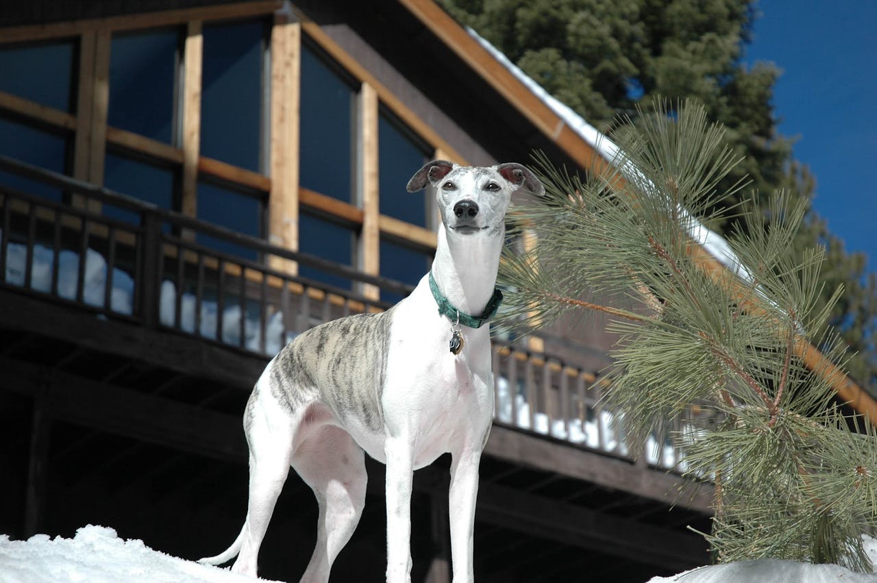 Training an Italian Greyhound: Essential Tips for Success