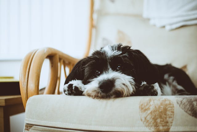 Lhasa Apso Puppies and Apartment Living: Thriving in Small Spaces
