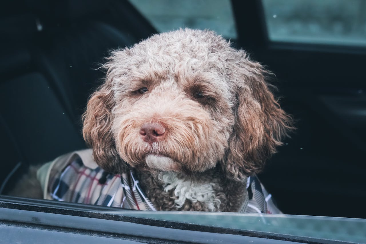 Teddy Bear Dogs: The Cuddly Companion for Apartment Living