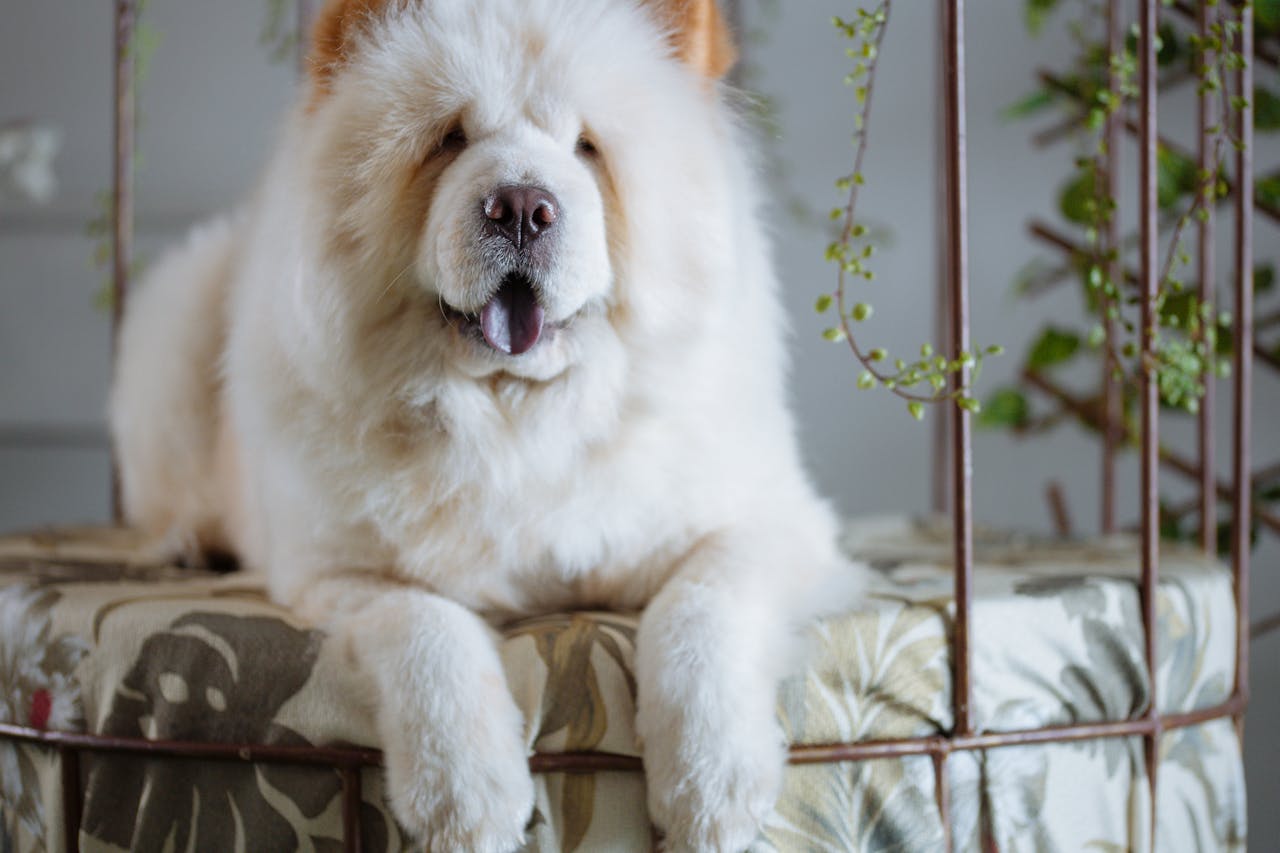 Chow Chow Care Guide | Grooming, Diet & Training Tips