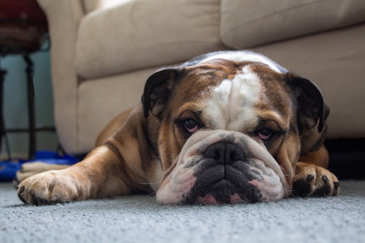 English Bulldog Nutrition: Best Foods for Optimal Health