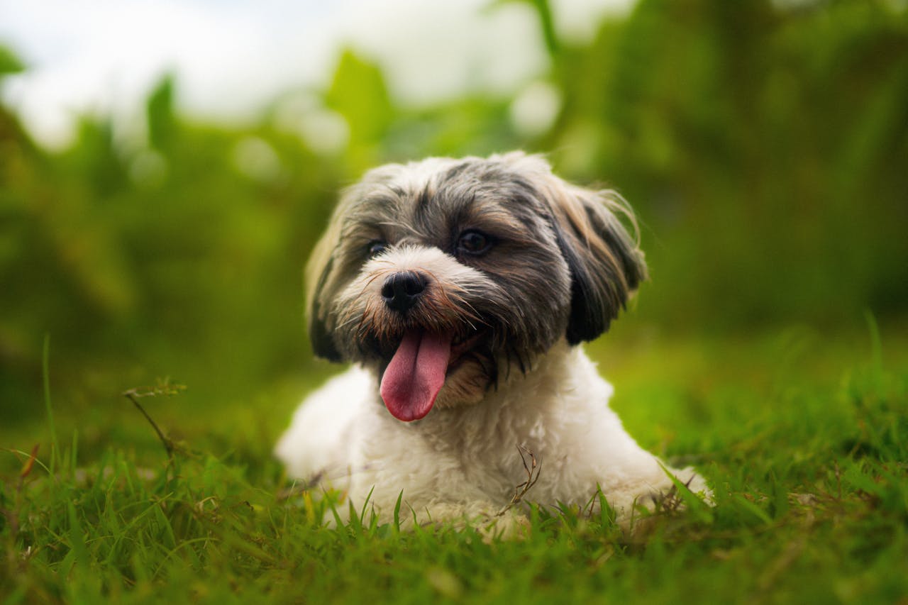 Havanese Dog Breed Guide: Temperament, Care, and Training Tips