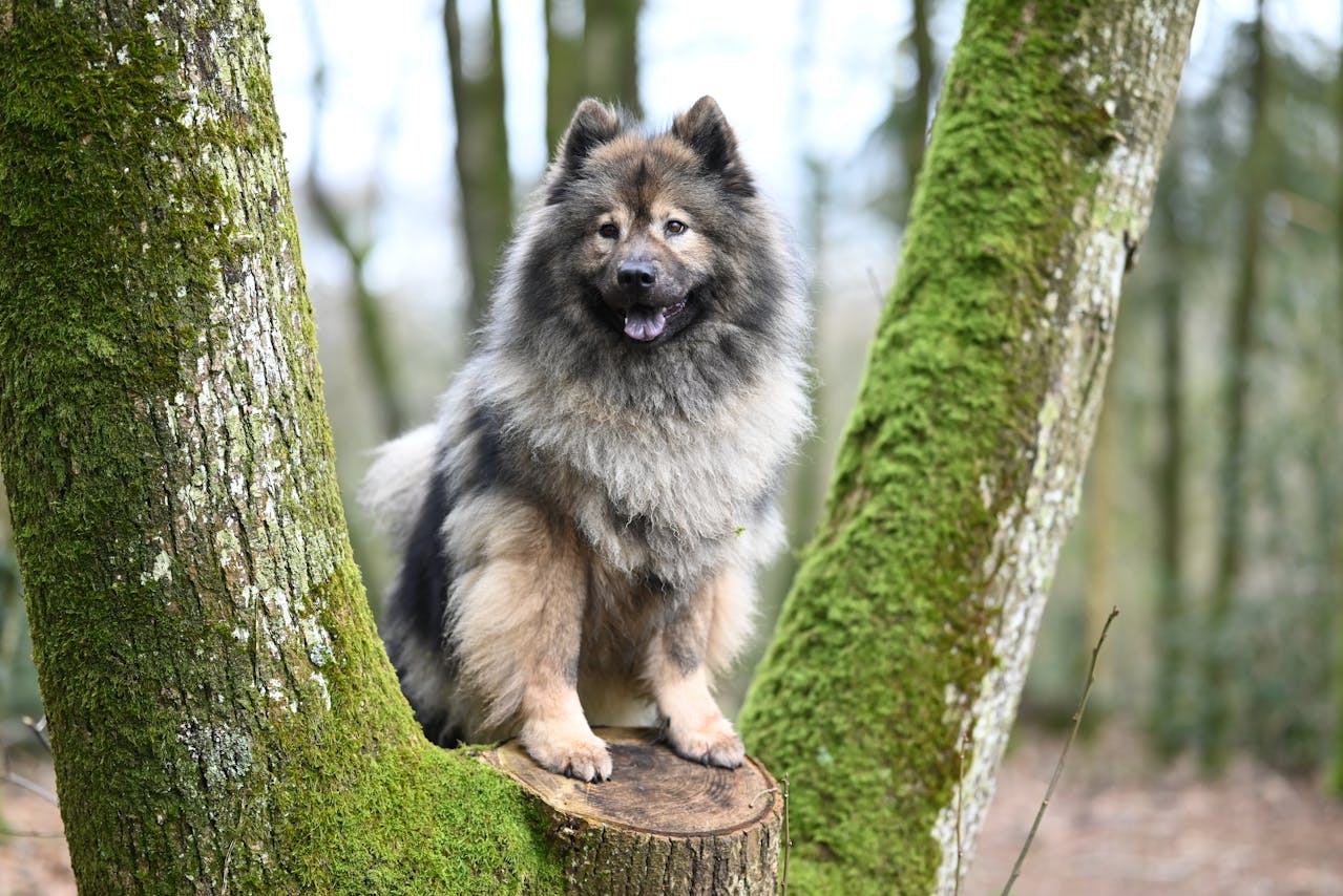 10 Surprising Facts You Didn’t Know About Keeshonds