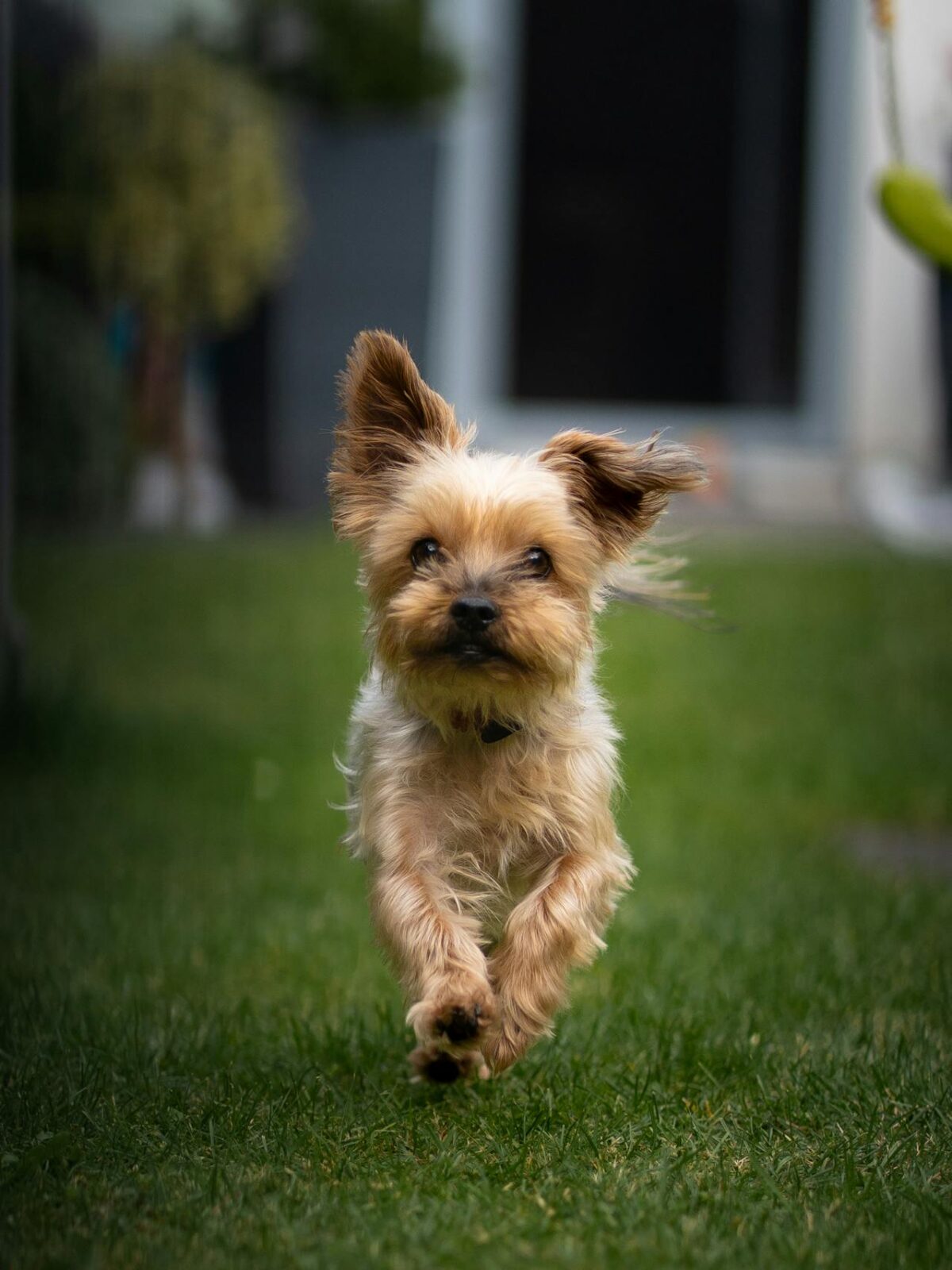 Best Diet for Peekapoo Dogs | Nutrition & Meal Plans