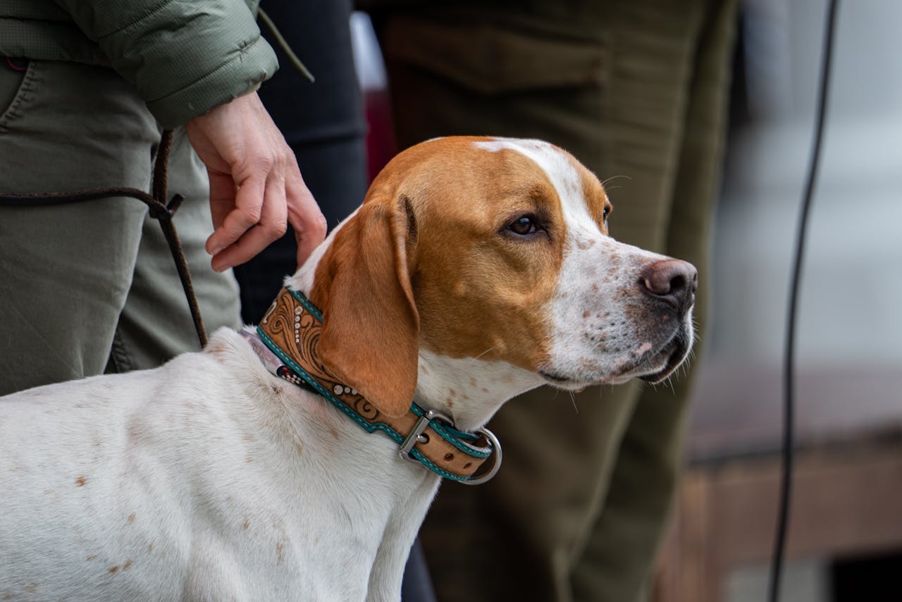 Understanding the Pointer Dog Breed: Traits, History, and Training Tips