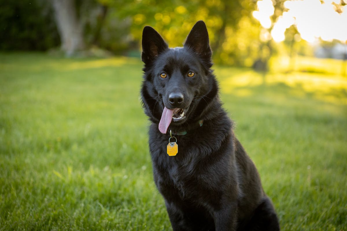 Schipperke Dog Breed Guide: Personality, Traits, and Care Tips