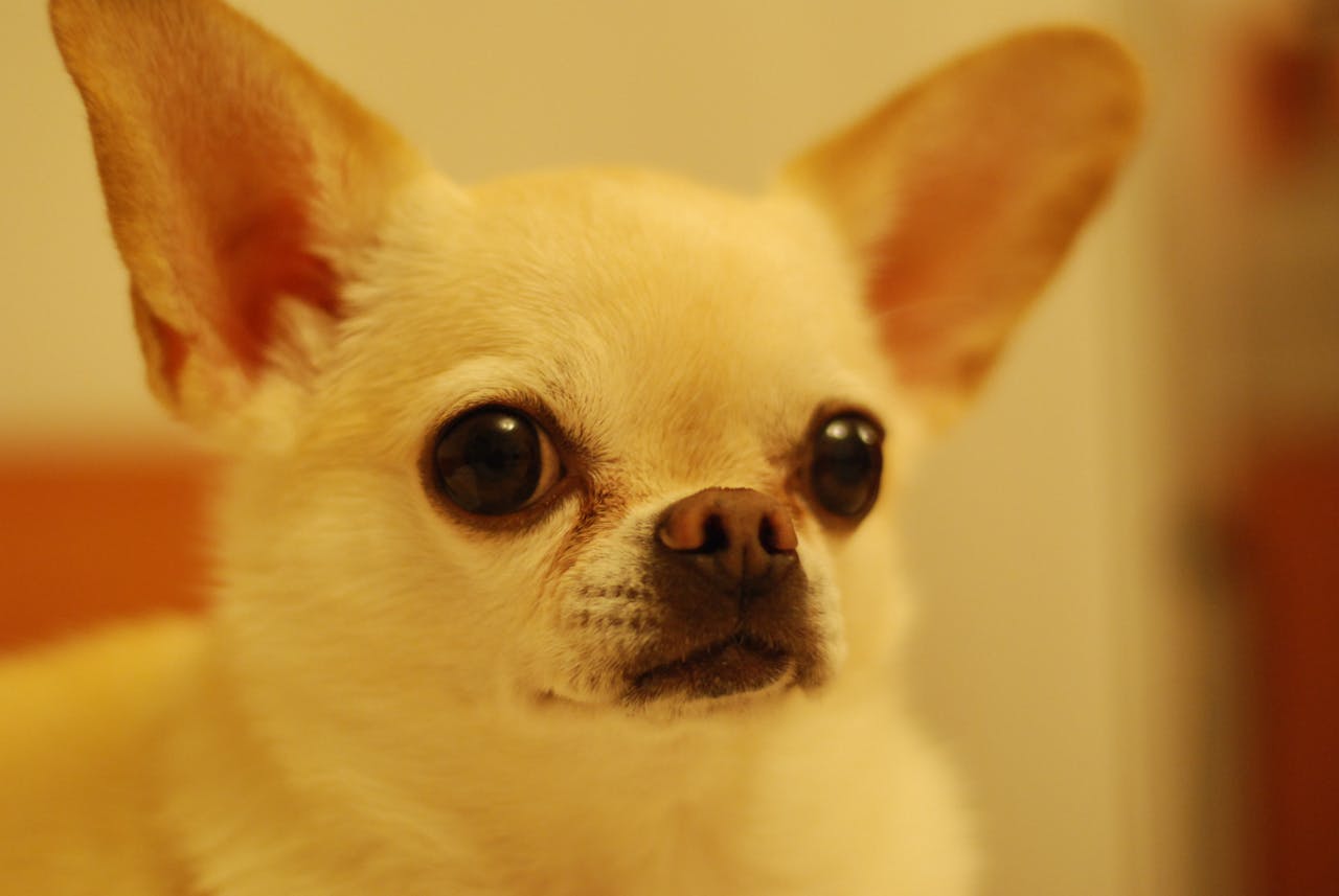 Why Chihuahuas Bark So Much and How to Manage It