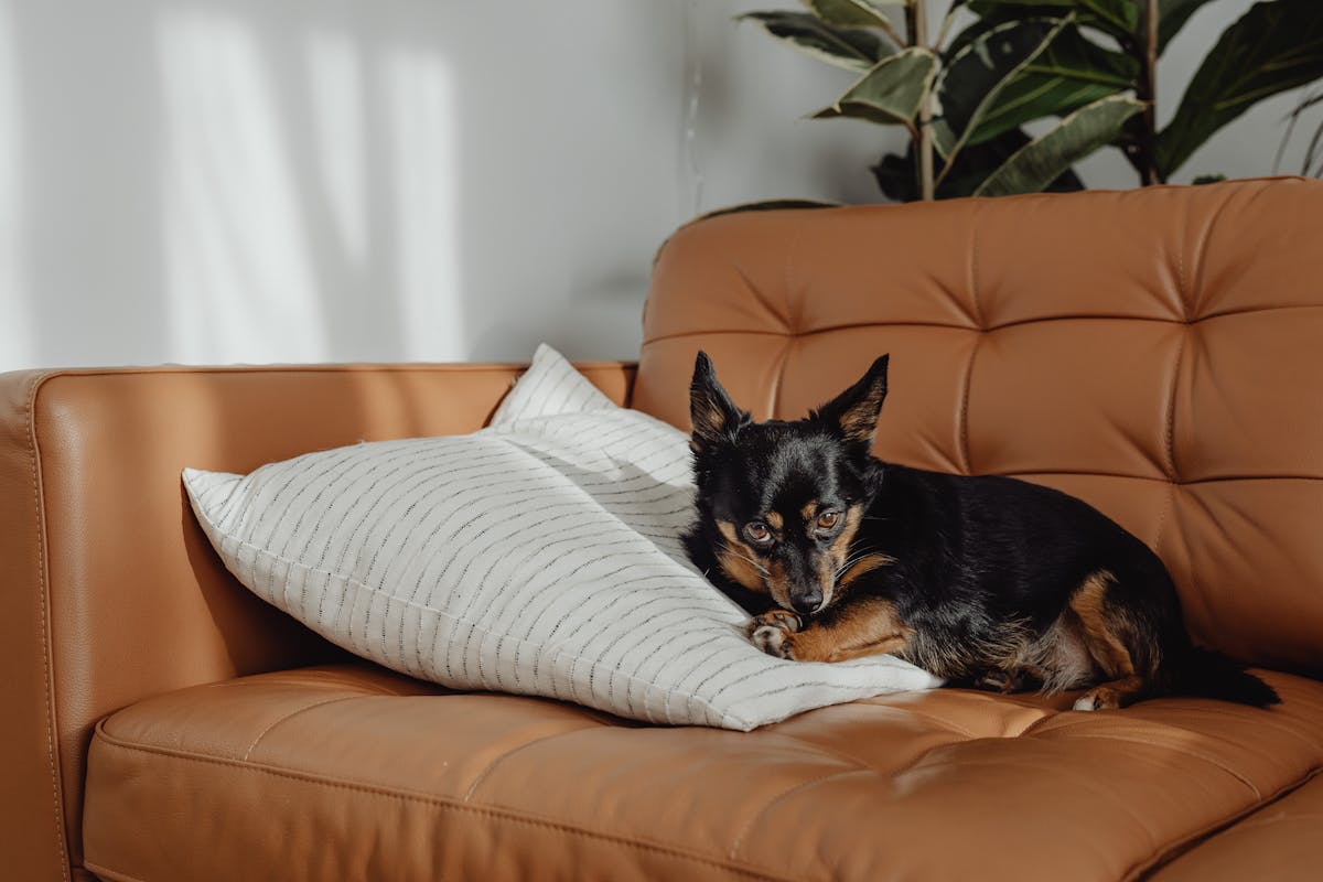Best Puppy Breeds for Apartment Living: A Complete Guide