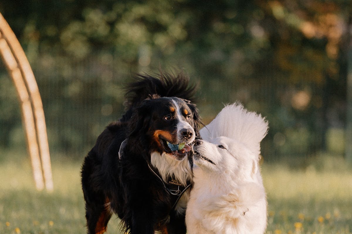 Samoyed Temperament: Traits You Need to Know Before Adoption