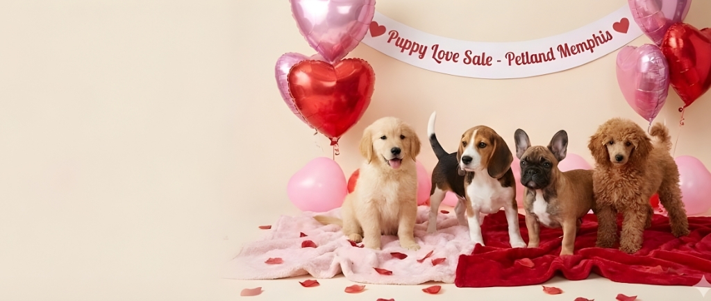 Make this Valentine’s Day unforgettable. banner