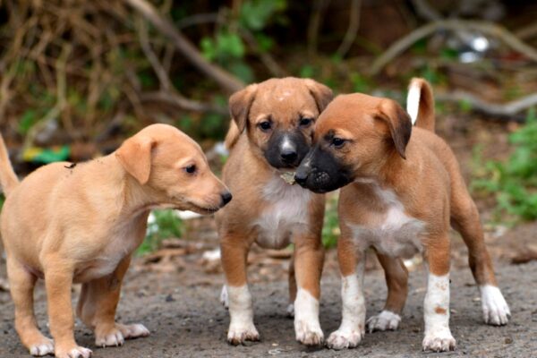 puppy public behavior tips