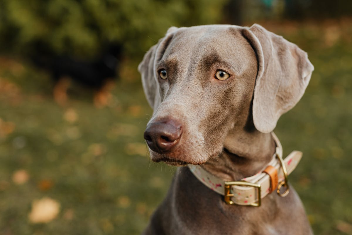 How to Choose the Right Collar for Your Dog