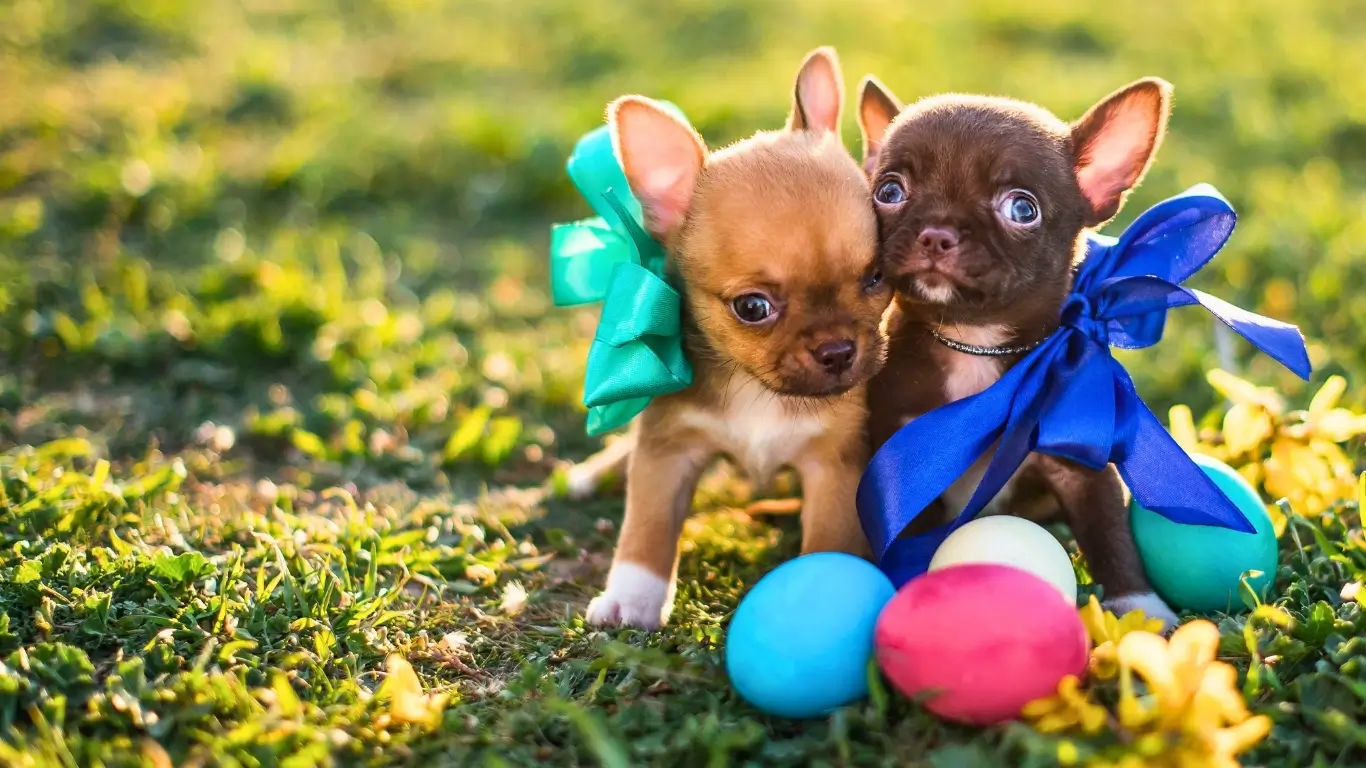Save big on pups—ends April 5 banner