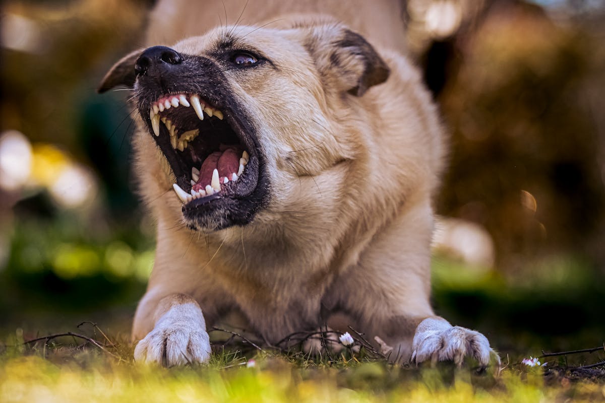Dog Aggression Causes: How to Fix Aggressive Behavior Safely
