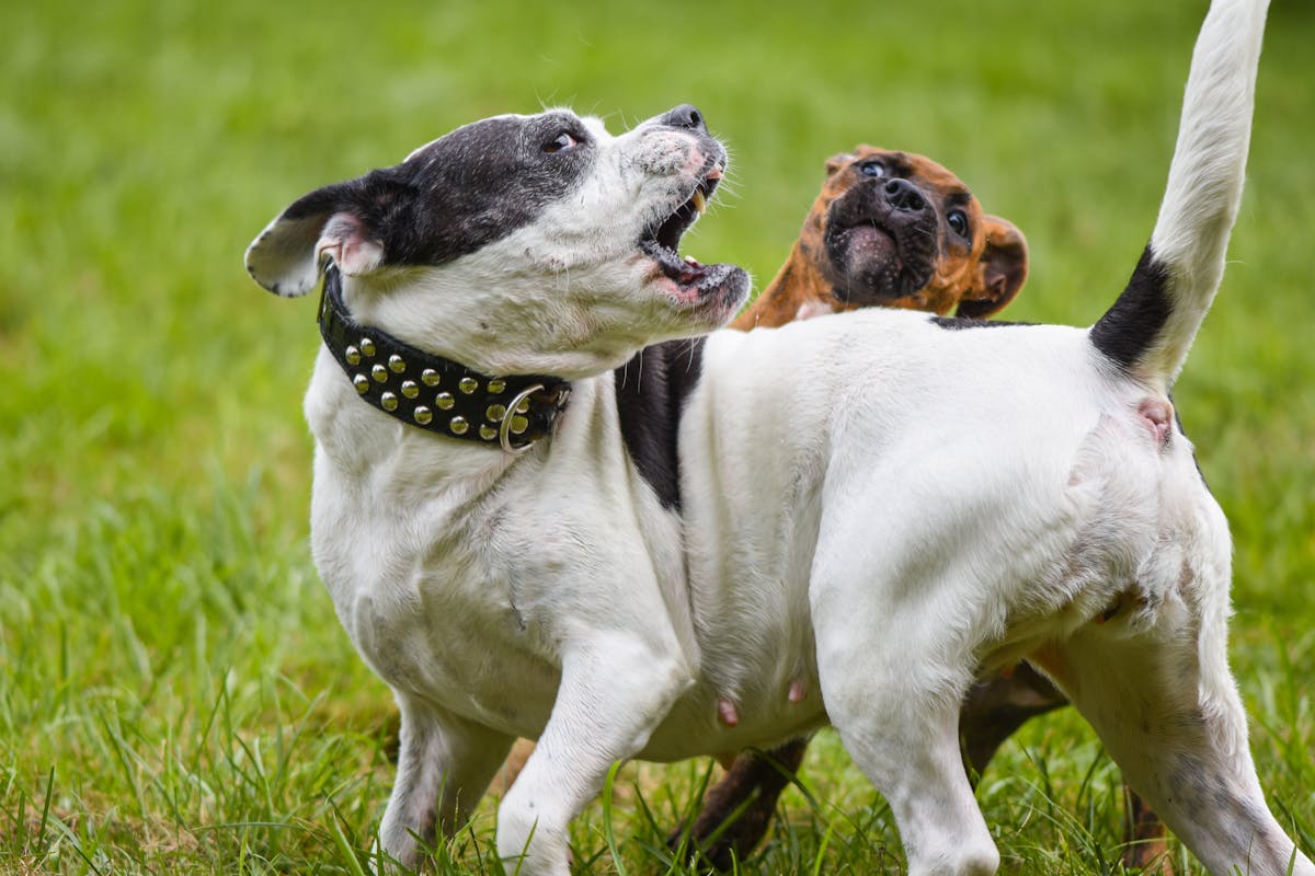 Dog Aggression: Causes and How to Fix It Safely