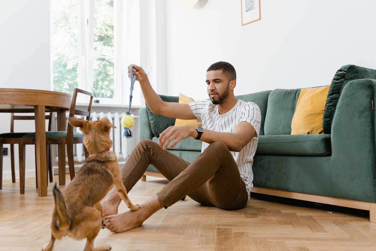 Indoor Dog Activities for Rainy Days