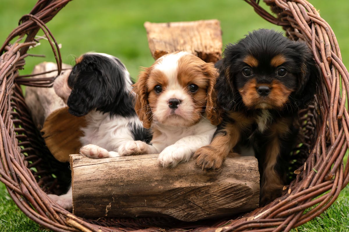 Your Puppy’s Growth: What Happens Month by Month