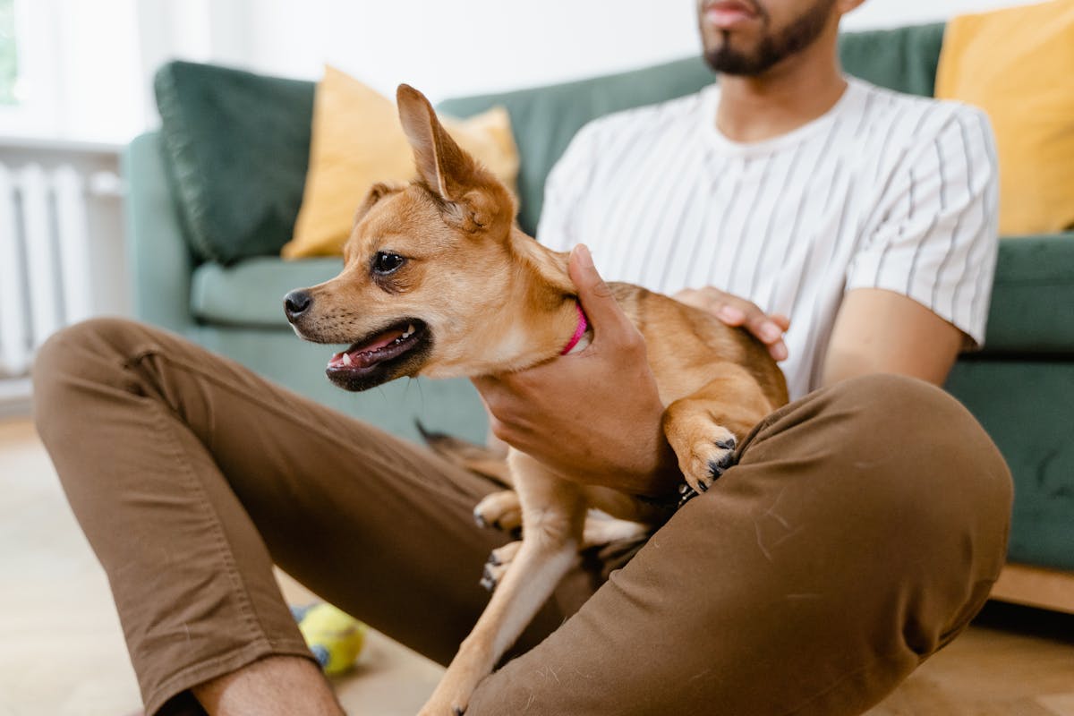 8 Things Dogs Hate That Owners Keep Doing (things dogs hate)