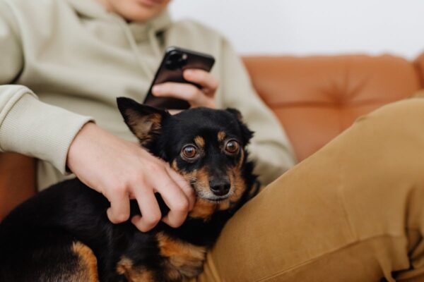 things dogs hate