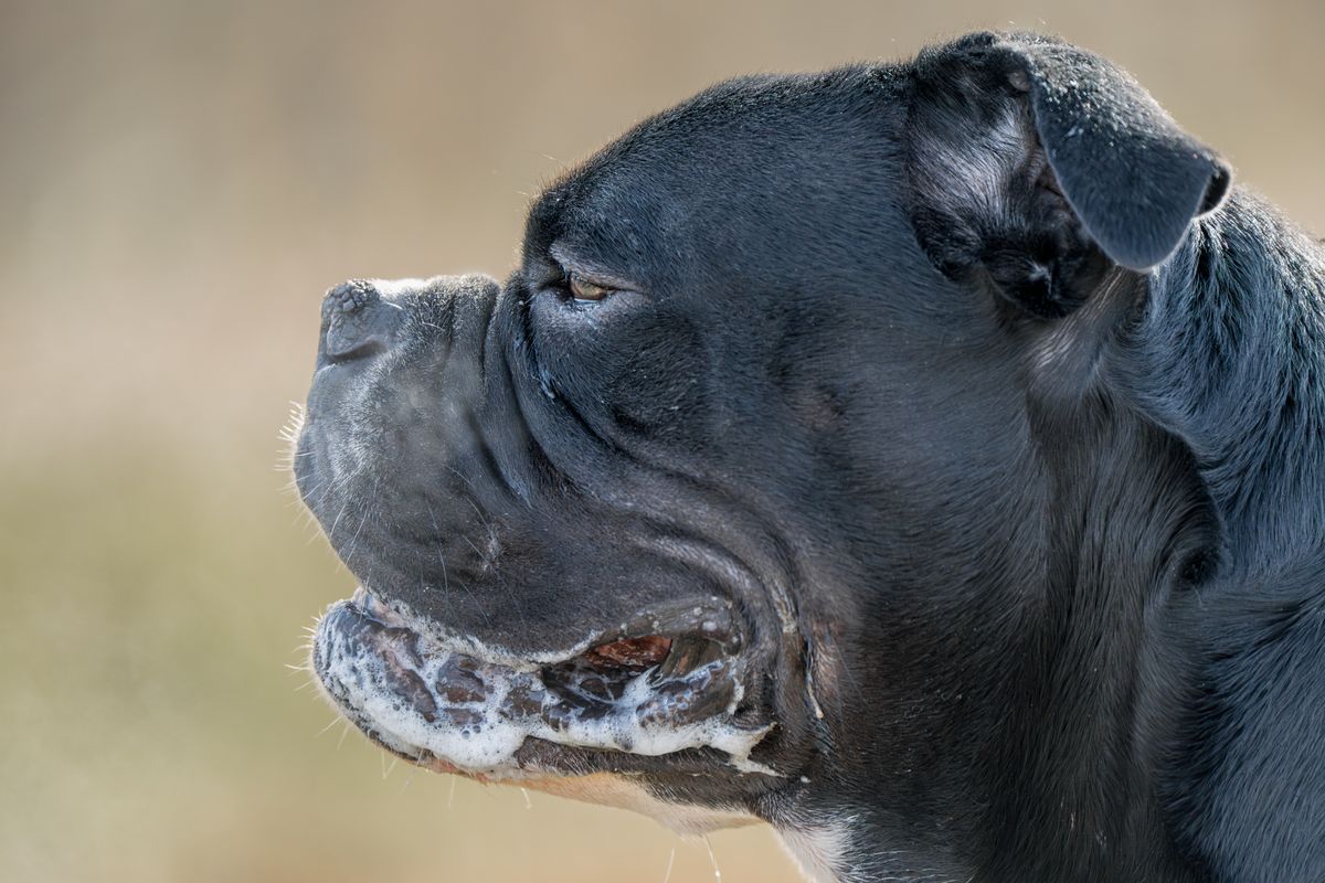 Why Is My Dog Drooling More Than Usual?