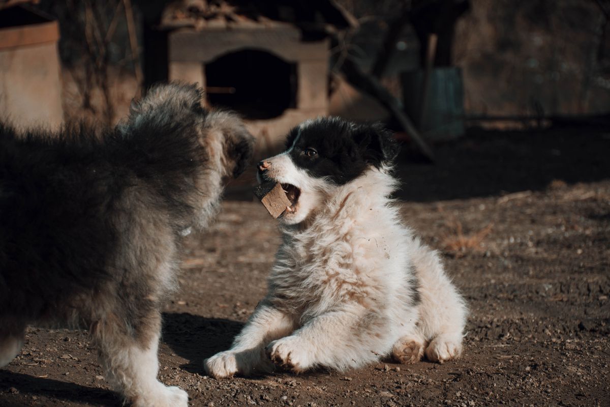 Why Does My Dog Get Aggressive Only at Mealtime?