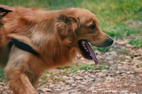 dog drooling