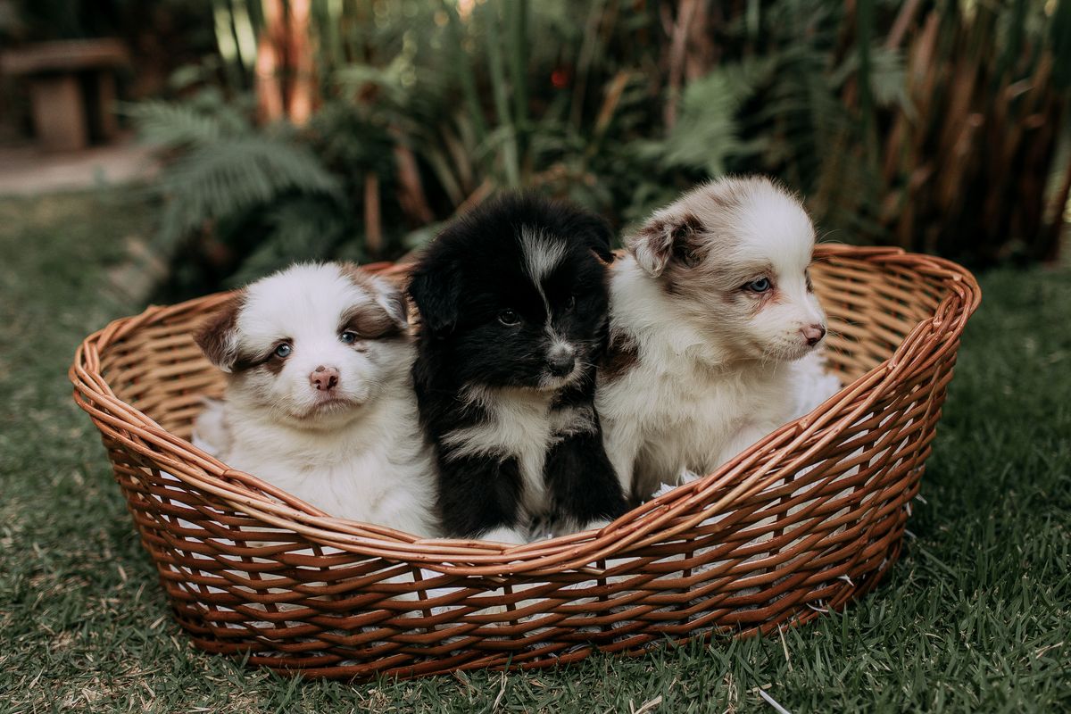 Puppy Financing: How Special Financing Plans Work