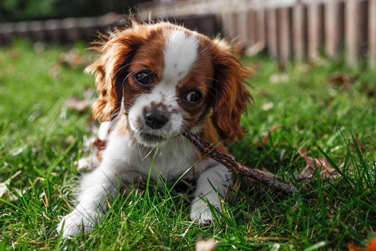 Why Puppies Suddenly Become Destructive