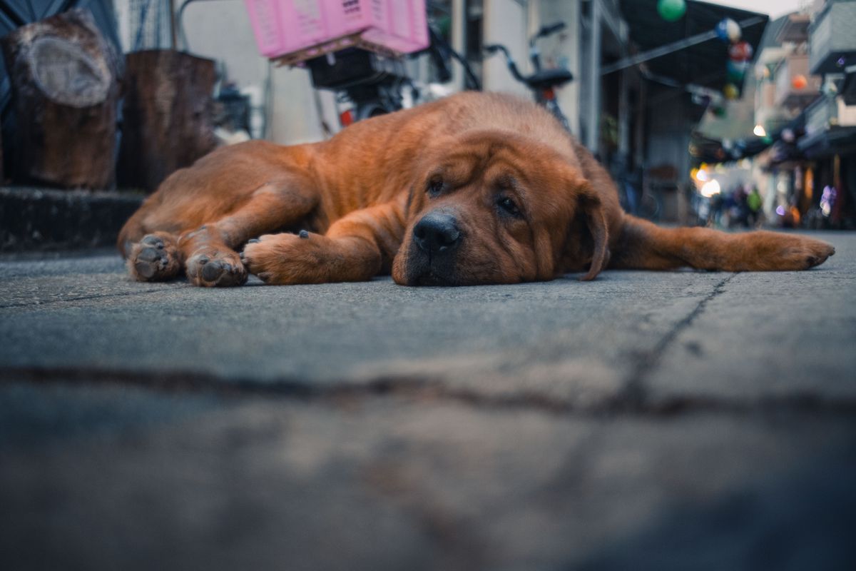 Why Dogs Hide Pain: Silent Signs Every Pet Owner Should Know
