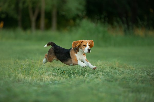 Beagle Puppy Growth Chart: What to Expect From 8 Weeks to 1 Year