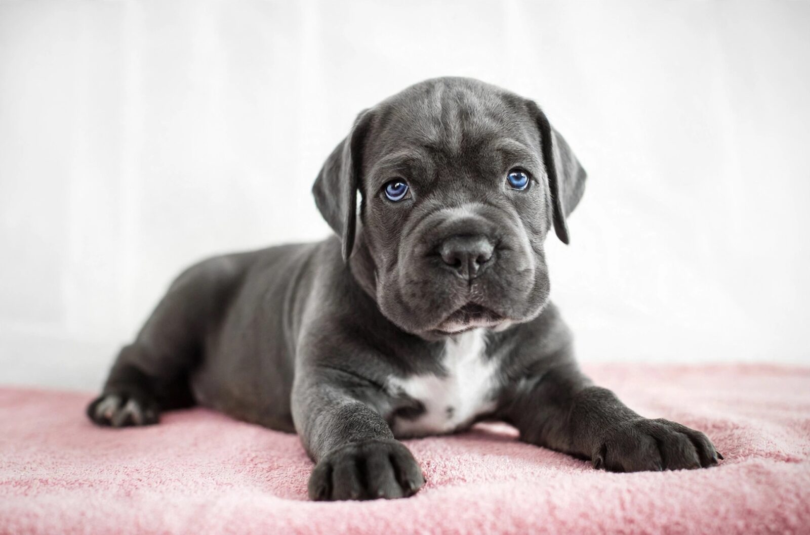 Cane Corso Puppy Guide: Training, Size and Family Life