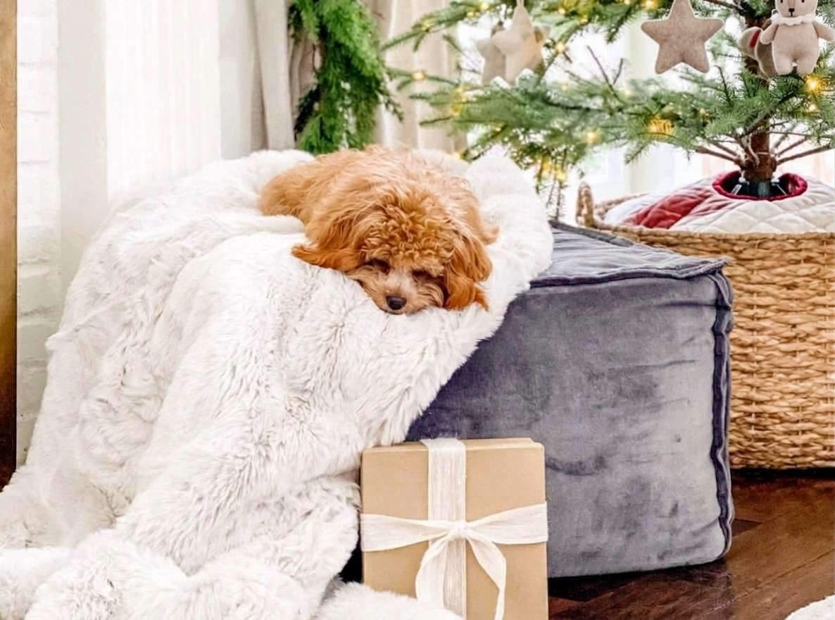 Your Puppy’s First Holiday Season: Visitors, Decor and Routine