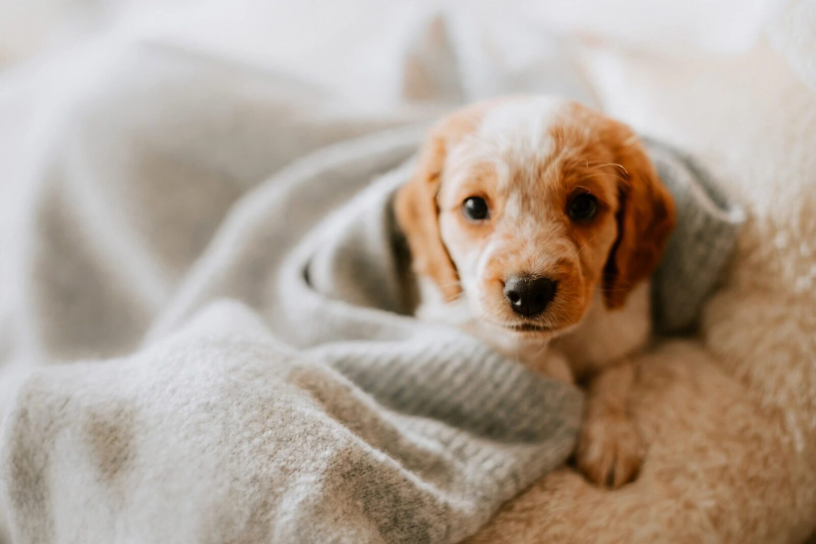 Your Puppy’s First 24 Hours at Home: An Hour-by-Hour Plan